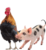 poultry-and-swine